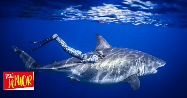 A encantadora de tubarões